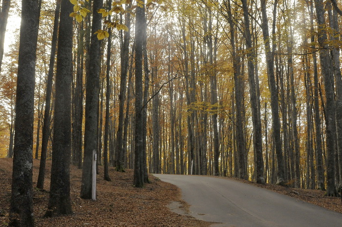 Curiosit� micologica...